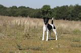 FOX TERRIER POIL LISSE 125